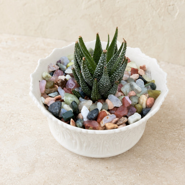 Angled view of a spotted succulent in a white scalloped bowl