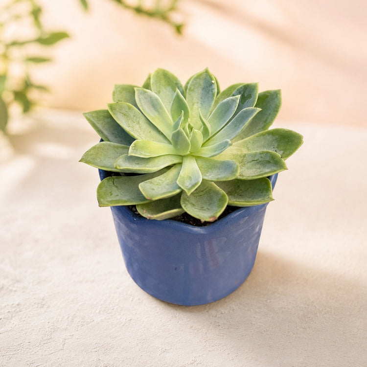 Echeveria rosette in a glossy blue glazed pot