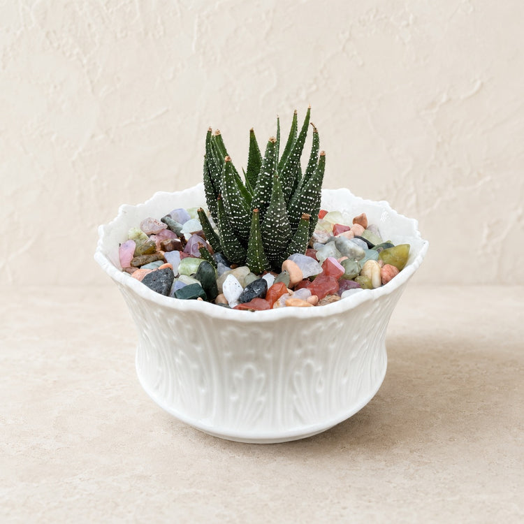 Spotted succulent in a scalloped white bowl with colorful polished stones