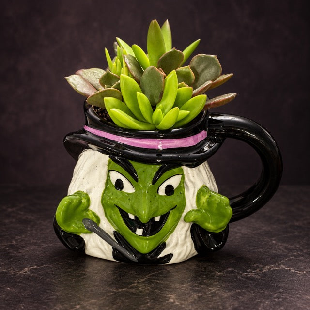 Bright green succulents in a green witch mug with a black hat