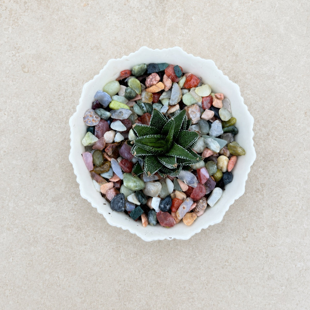 Top-down view of a succulent in a white bowl with colorful stones