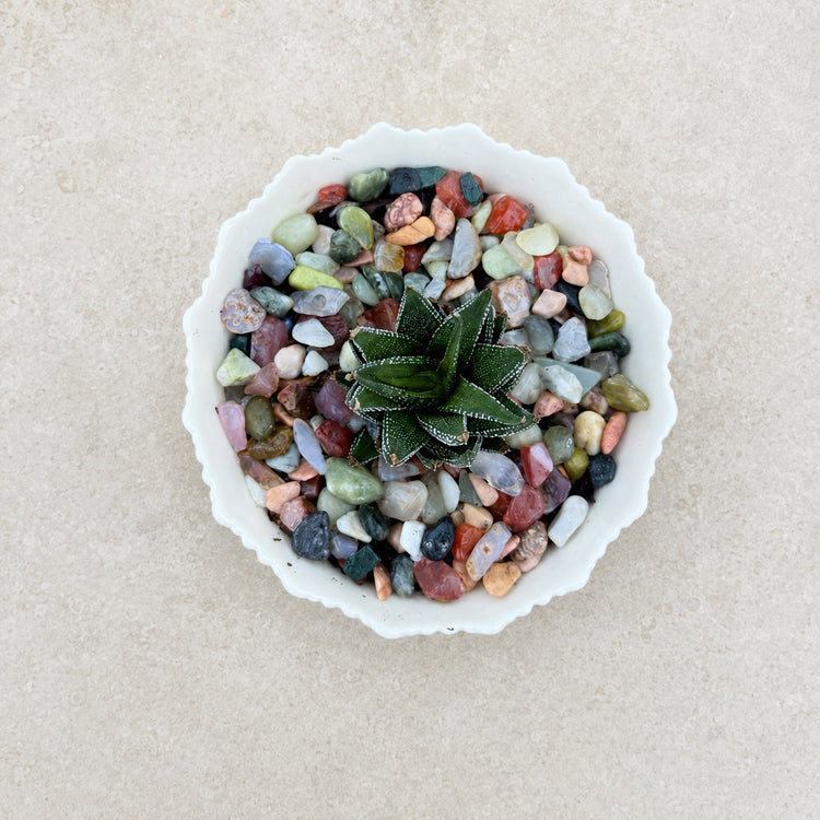 Top-down view of a succulent in a white bowl with colorful stones