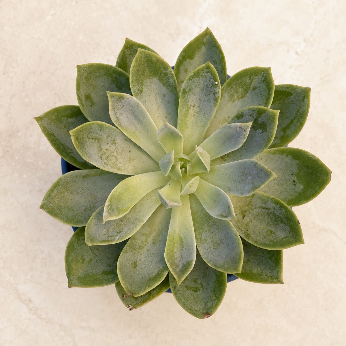 Top-down view of an echeveria rosette in a blue pot