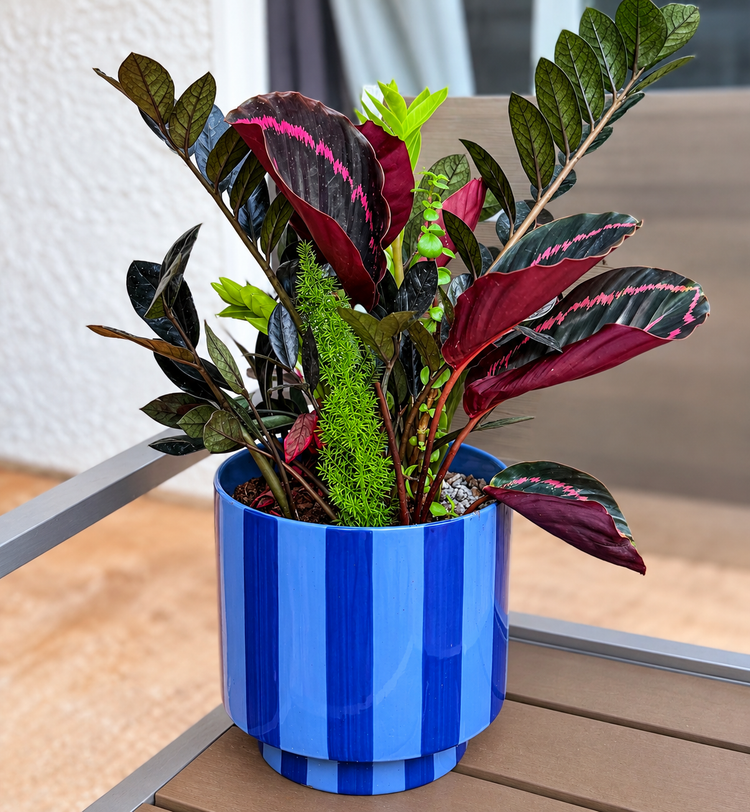 Midnight Raven succulent arrangement by Melodic Designs